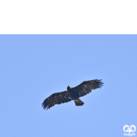 گونه عقاب خالدار کوچک Lesser Spotted Eagle